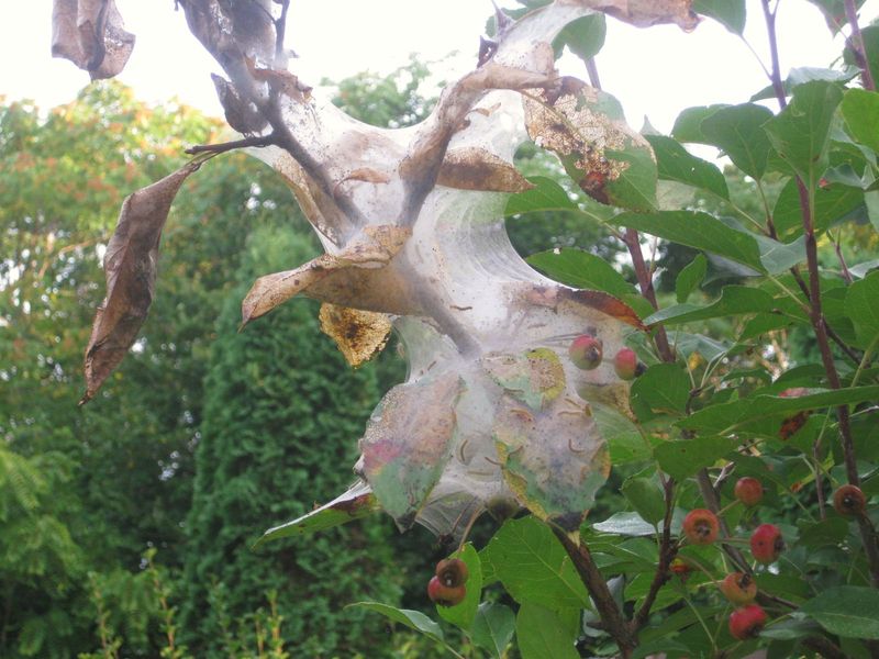 A Fall Webworm Tent Wrapped Around Branch Tips A Fall Webworm Tent Wrapped Around Branch Tips