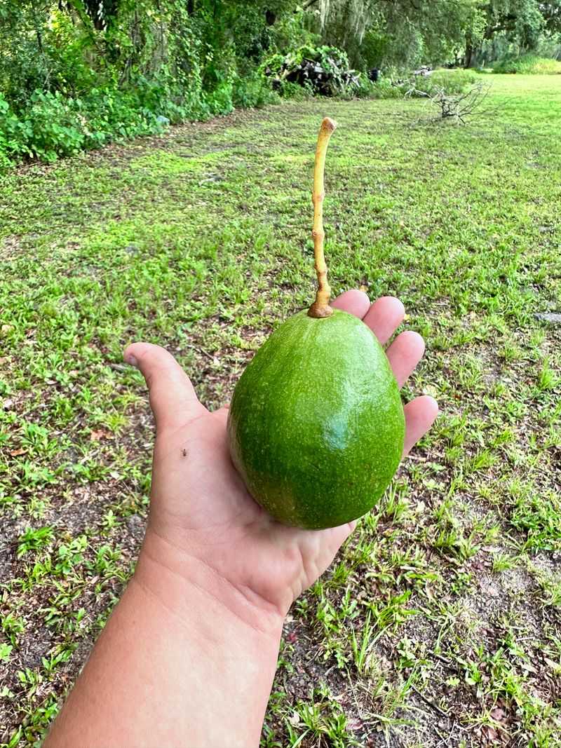 A Fallen Avocado Ripens Too A Fallen Avocado Ripens Too