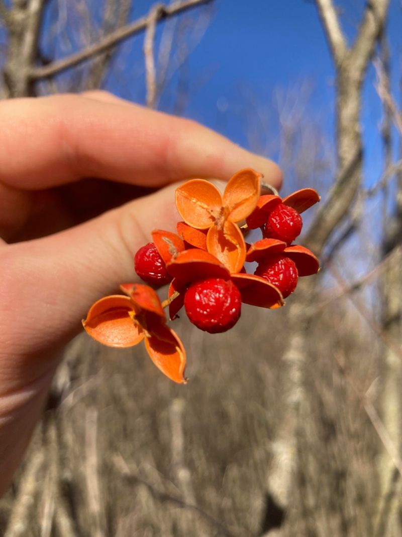 A Fast-Growing Invasive Vine Produces Those Split Berries