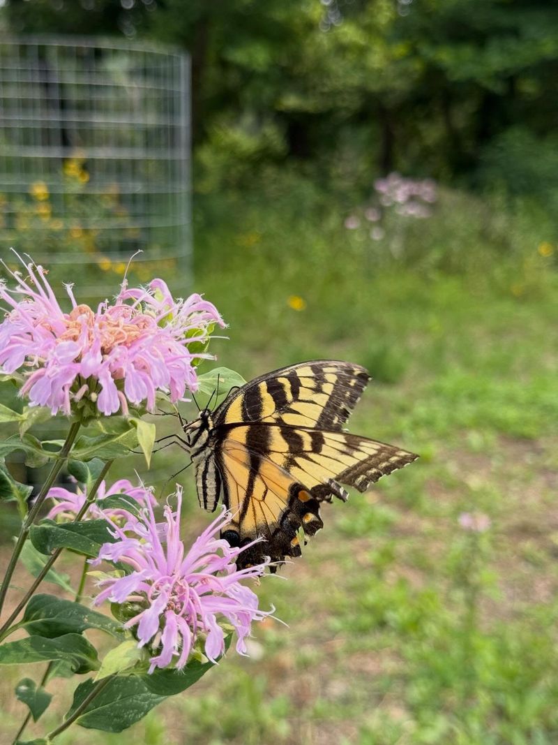A Favorite Of Bees, Butterflies, And Hummingbirds