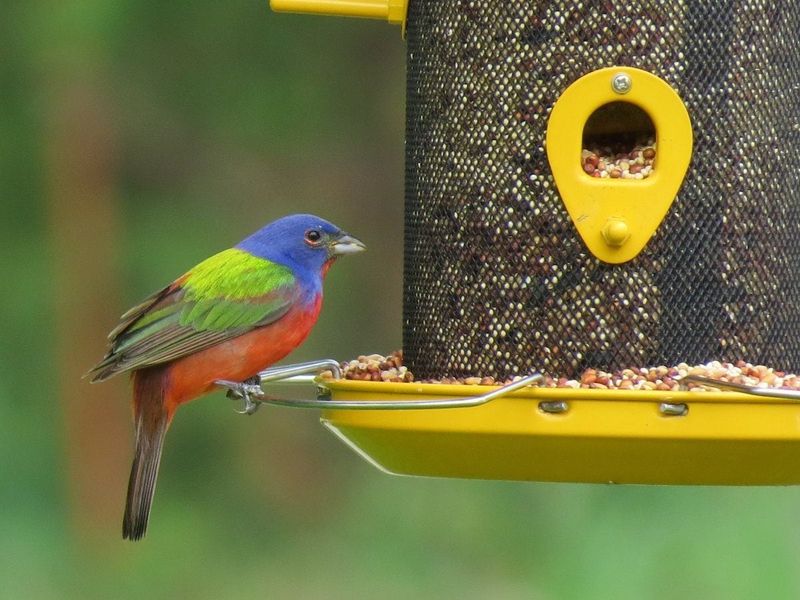 A Feeder Close To Cover, But Not Too Close