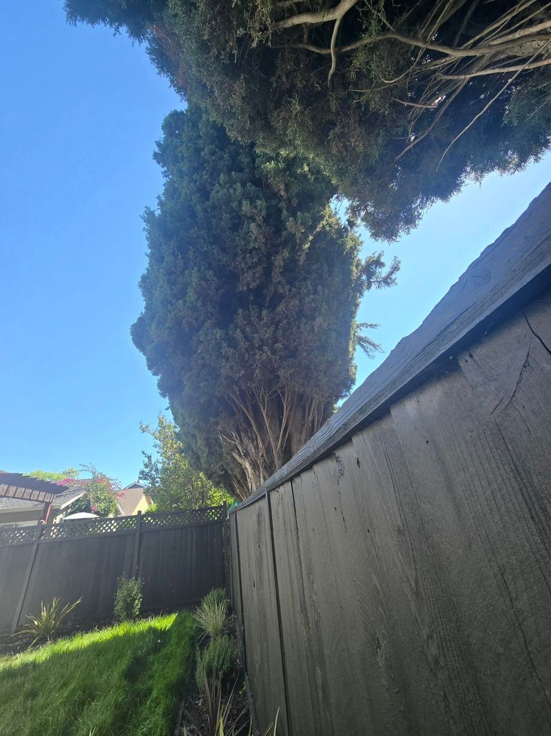 A Fence Over Ten Feet Built Out Of Spite Is A Nuisance