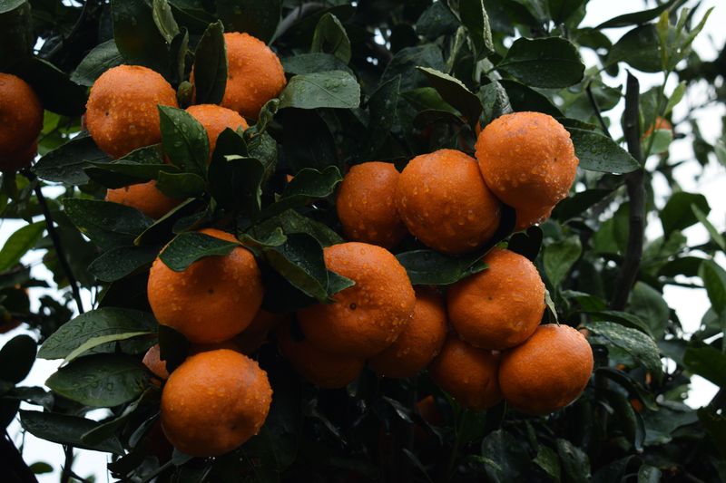 A Few Chilly Hours Can Matter More Than Your Citrus Lets On A Few Chilly Hours Can Matter More Than Your Citrus Lets On