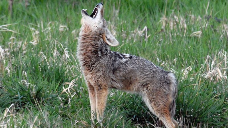 A Few Coyotes Can Sound Like A Whole Pack