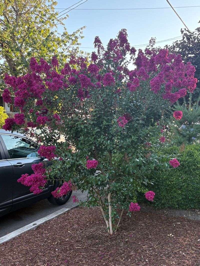 A Few Inches Of Mulch Goes A Long Way