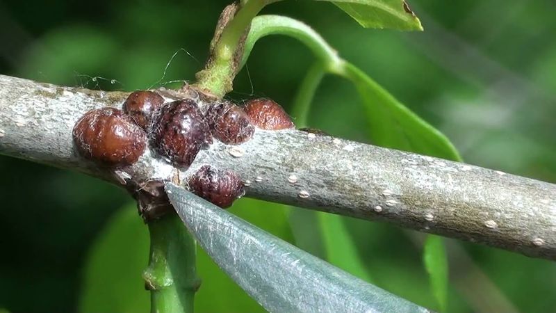 A Few Scale Bumps Rarely Mean Your Shrub Is Doomed