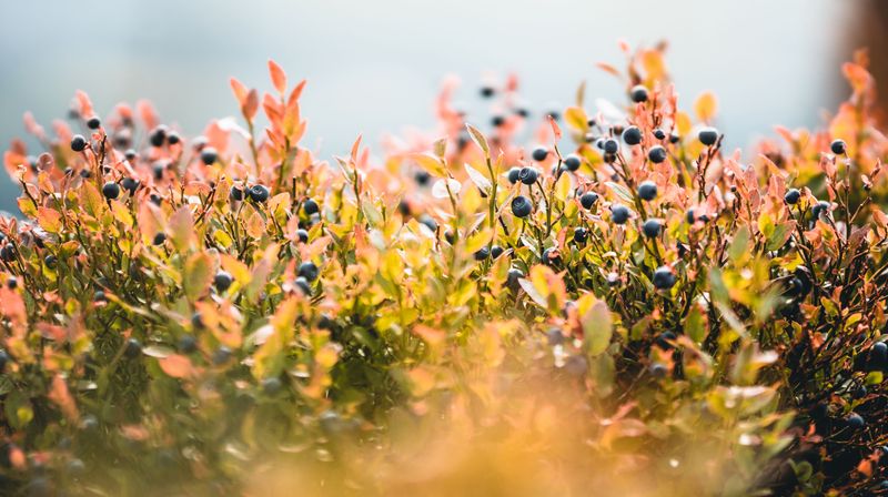 A Few Shrubs Can Cut Your Grocery Berry Bill A Few Shrubs Can Cut Your Grocery Berry Bill