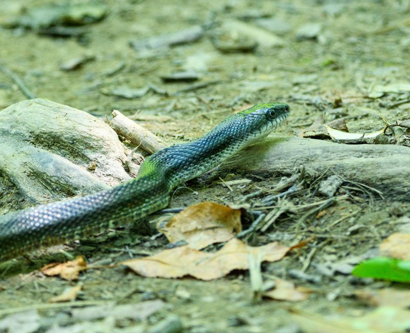 A Few Steps Back From A Basking Snake Keeps Everyone Calm A Few Steps Back From A Basking Snake Keeps Everyone Calm