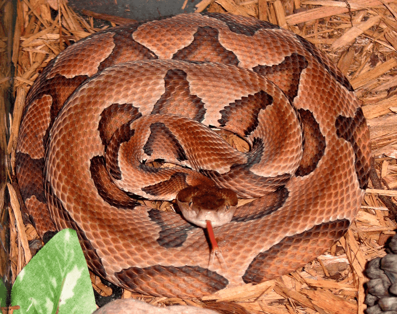 A Few Venomous Species Share The Same Habits