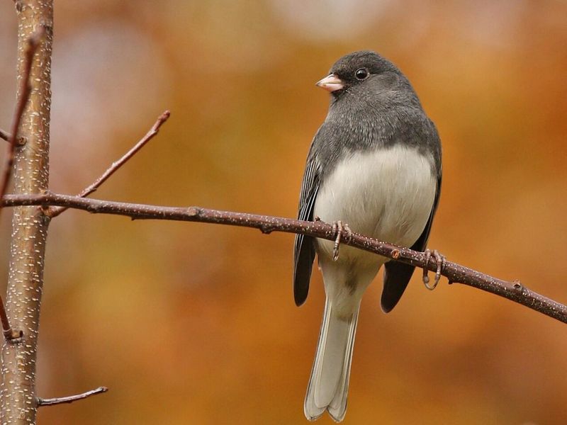 A Flash Of White Tail Feathers Gives The Junco Away