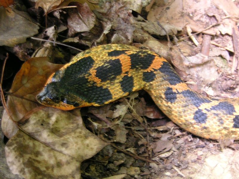 A Flattened Head And Loud Hissing Are Defensive Displays A Flattened Head And Loud Hissing Are Defensive Displays
