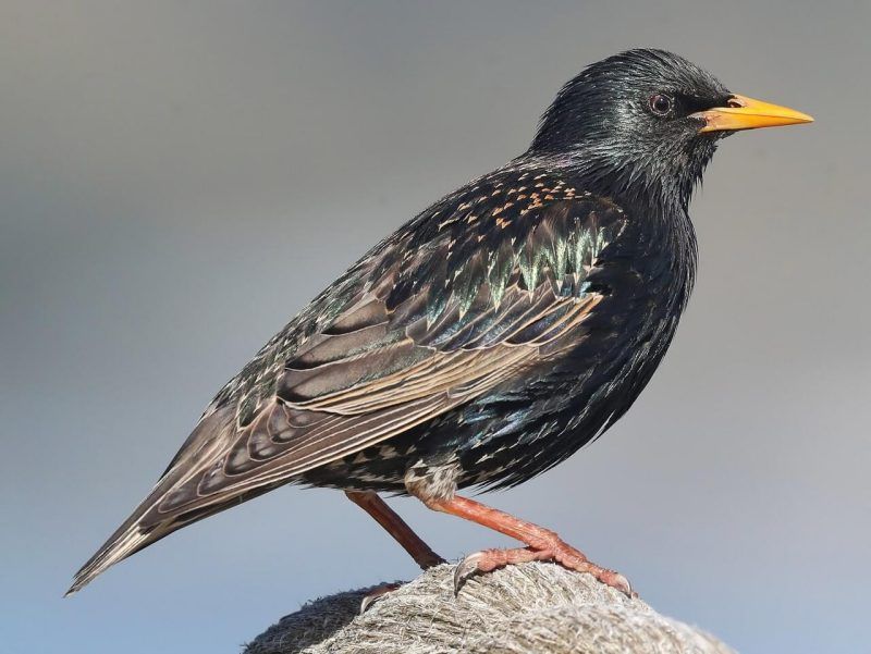 A Flock of Starlings Pecking Your Lawn Is Usually Hunting Grubs