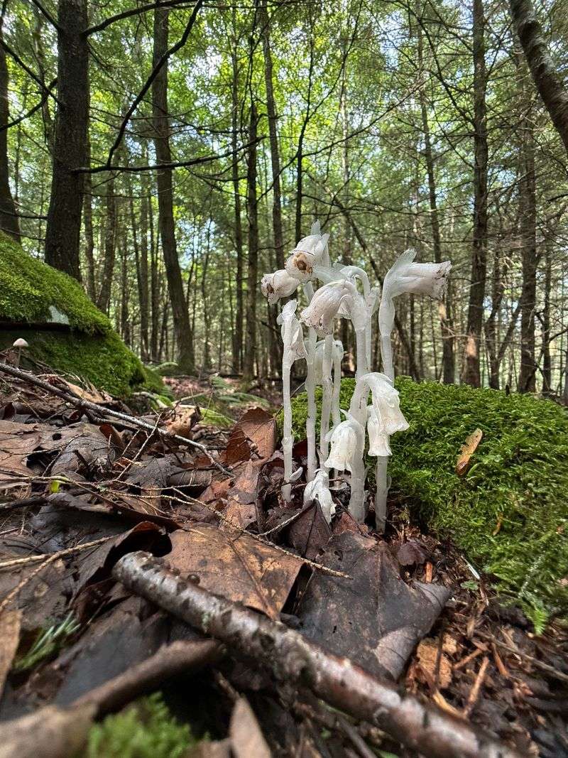 A Flowering Plant That Feeds On Fungi Instead Of The Sun A Flowering Plant That Feeds On Fungi Instead Of The Sun
