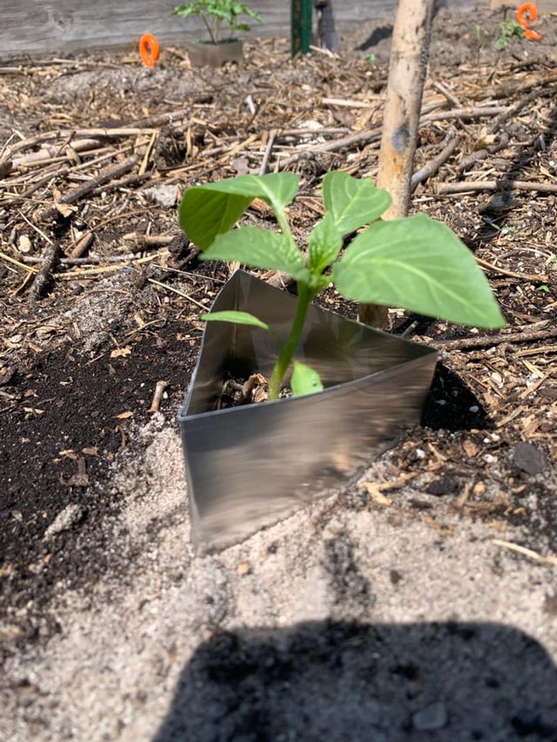 A Foil Collar Can Stop Cutworms A Foil Collar Can Stop Cutworms