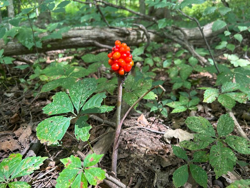 A Food Source For Some Wildlife A Food Source For Some Wildlife