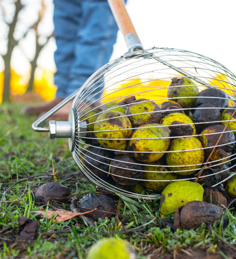 A Free Fall Harvest With Real Market Value