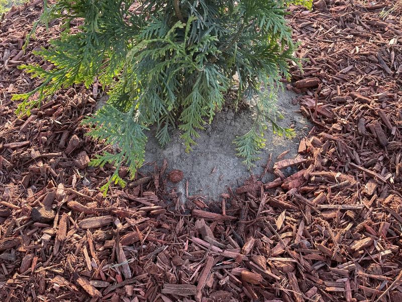 A Fresh Layer Of Mulch Over The Roots