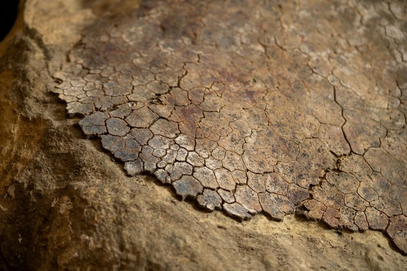 A Fresh Look At Old Fossils A Fresh Look At Old Fossils