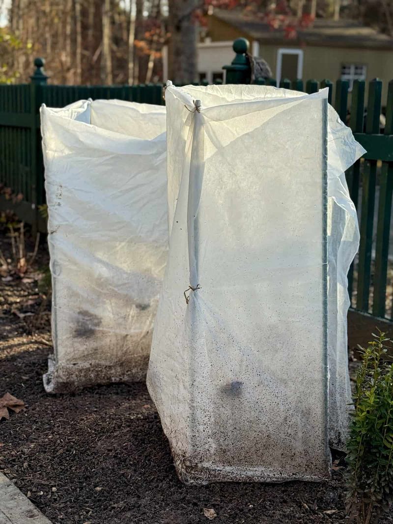 A Frost Cloth Helps During Spring Cold Snaps A Frost Cloth Helps During Spring Cold Snaps