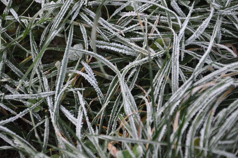 A Frost Or Freeze Usually Turns Them Brown A Frost Or Freeze Usually Turns Them Brown