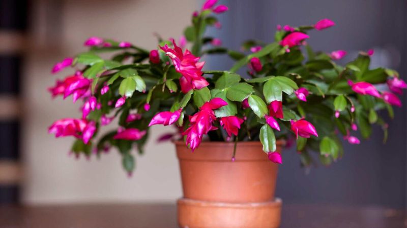 A Fruit-Free Zone For Holiday Blooms
