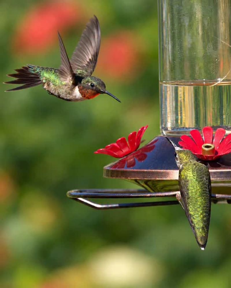 A Full Feeder Can Still Become a Territory A Full Feeder Can Still Become a Territory