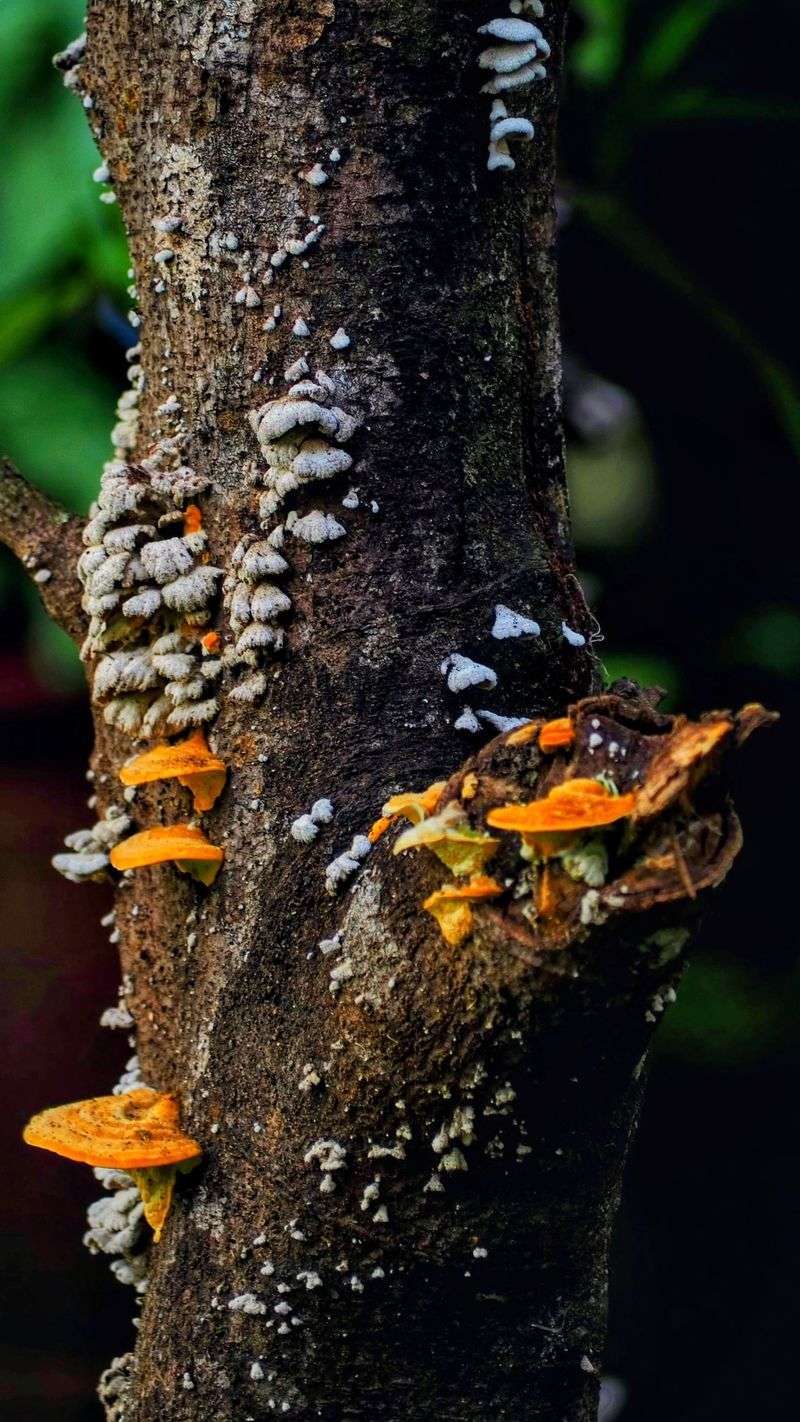 A Fungus From Asia And The Great Collapse