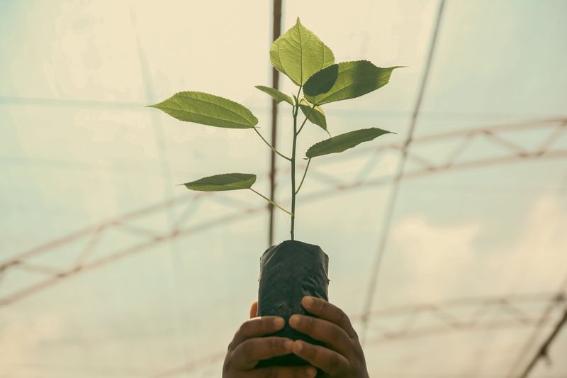 A Future Forest Worth Planting For