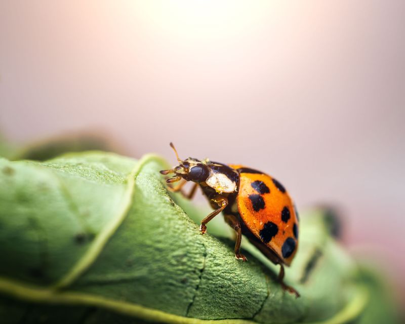 A Gentle Fix For Beetles Already Inside A Gentle Fix For Beetles Already Inside