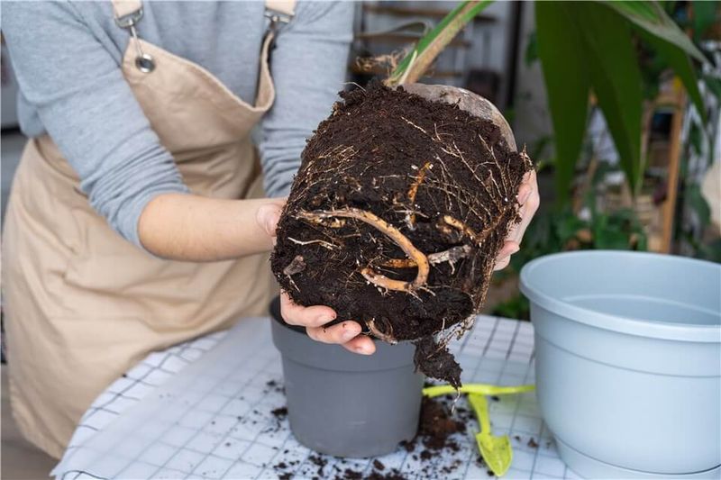 A Gentle Root Trim Helps The Transition A Gentle Root Trim Helps The Transition