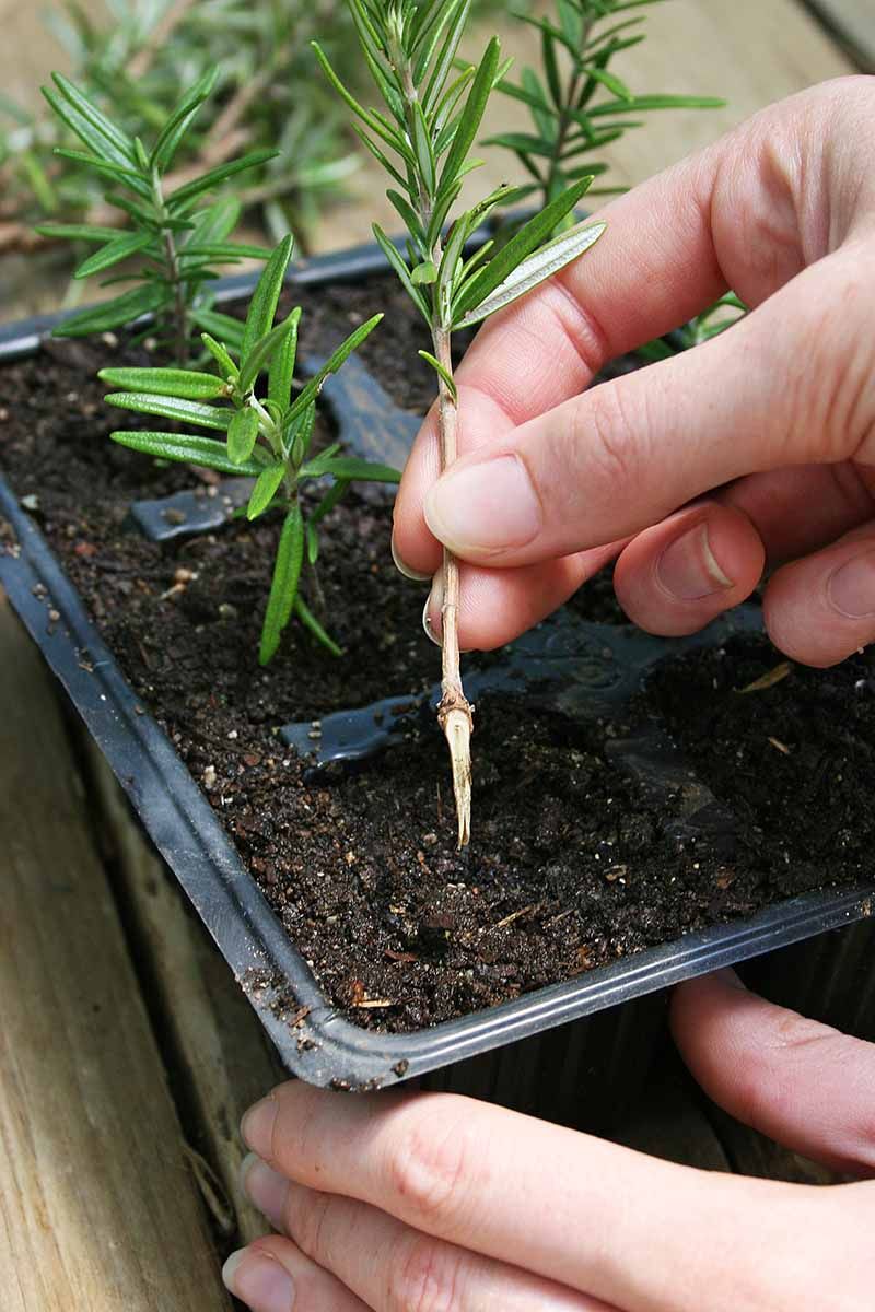 A Gentle Tug Tells You Roots Have Formed