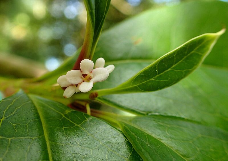 A Glossy Evergreen Hiding A Fruity Secret A Glossy Evergreen Hiding A Fruity Secret