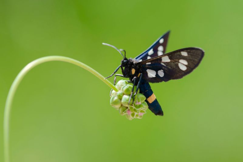 A Glossy Polka-Dot Wasp Moth Takes Flight A Glossy Polka-Dot Wasp Moth Takes Flight