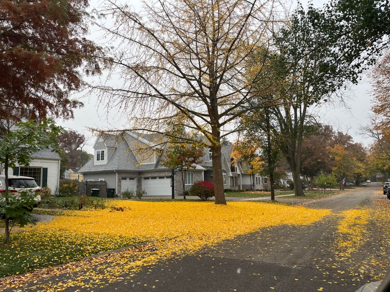 A Golden Canopy Can Land On The Lawn Within Days