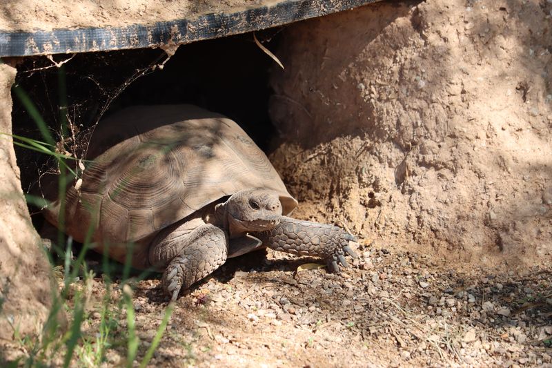 A Gopher Tortoise Lives At The End Of That Tunnel A Gopher Tortoise Lives At The End Of That Tunnel