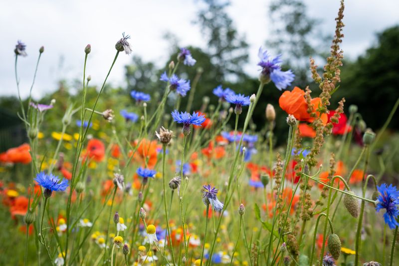 A Handful Of Mixed Wildflower Seeds Can Become A Whole Meadow