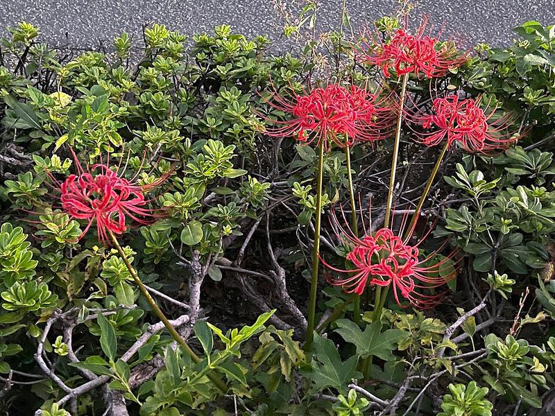 A Hands-Off Year-Round Plan For The Leafy Clumps