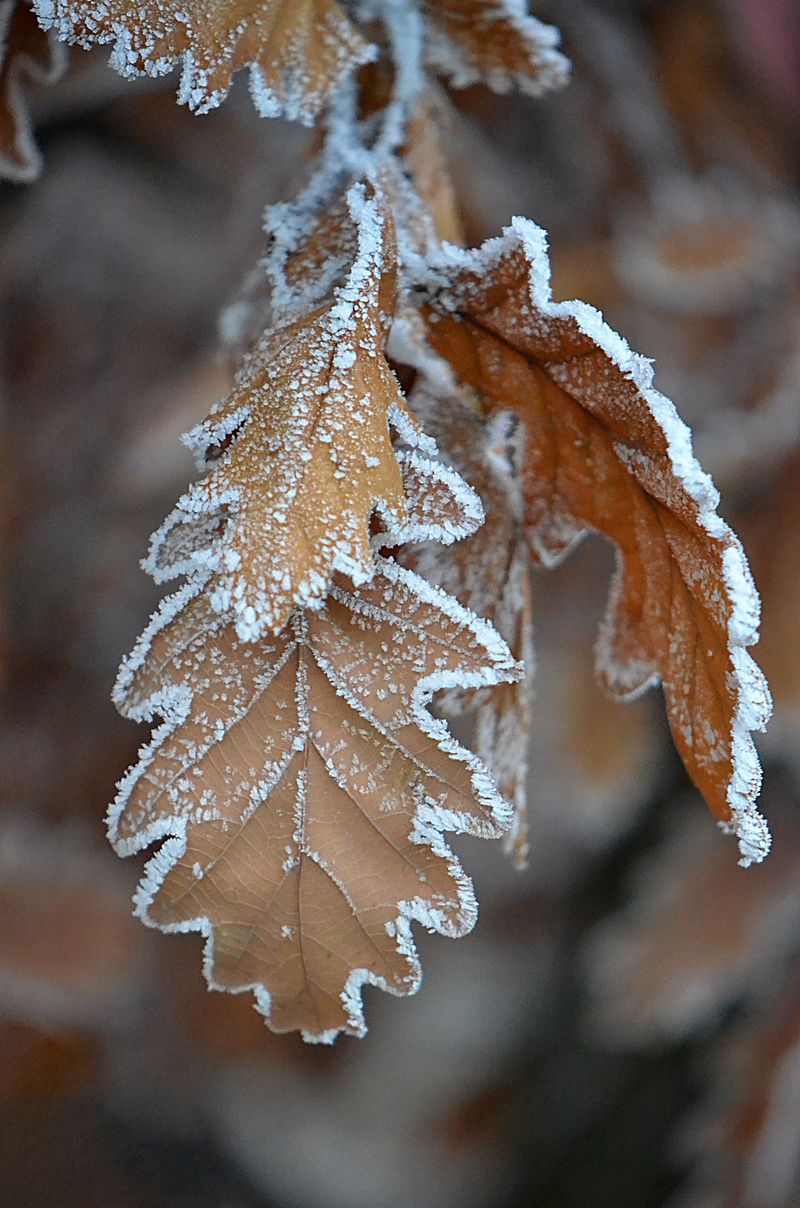 A Hard Early Freeze Can Turn Leaves Brown Overnight