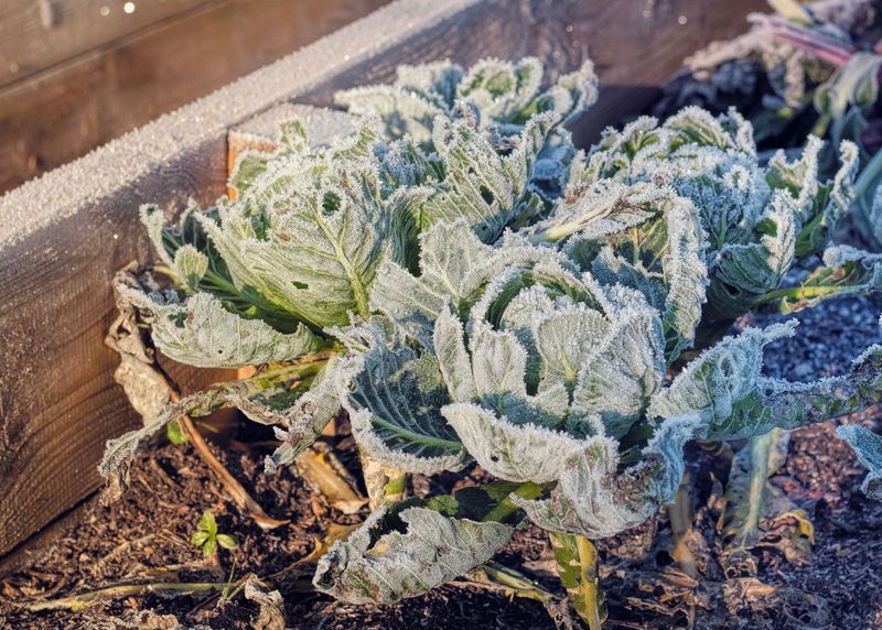 A Hard Freeze In The Mid 20s Is Usually Needed A Hard Freeze In The Mid 20s Is Usually Needed
