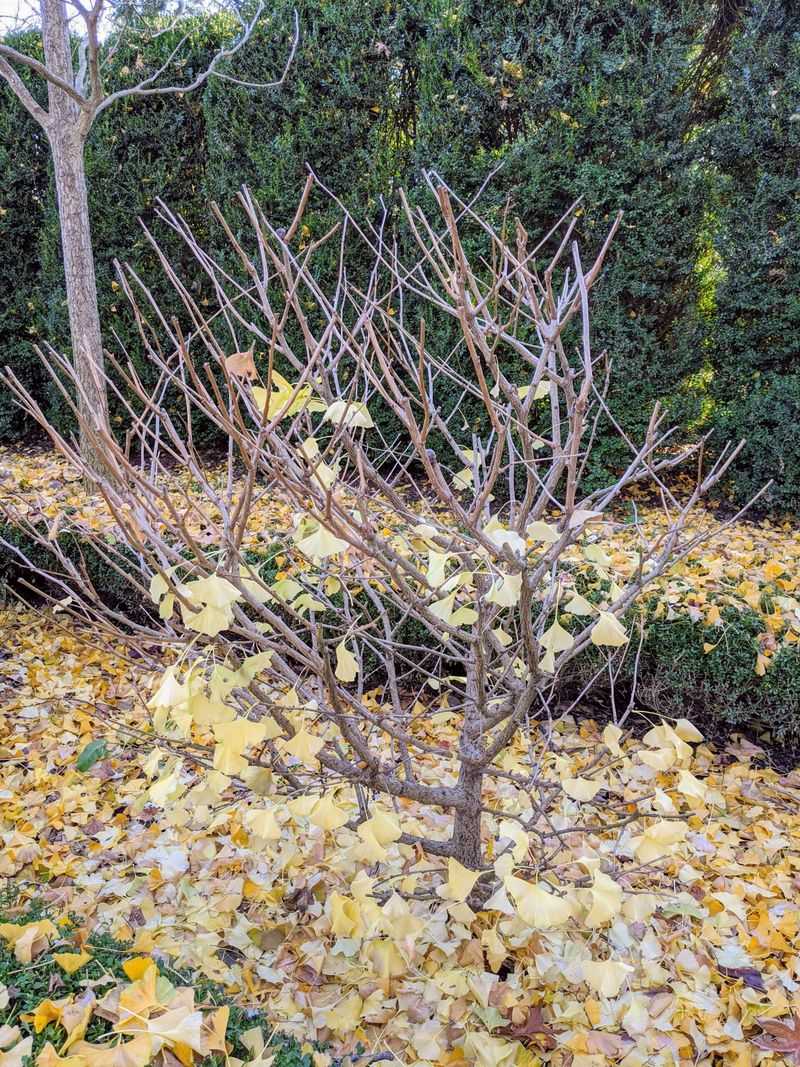 A Hard Frost Often Sets Off The Sudden Drop