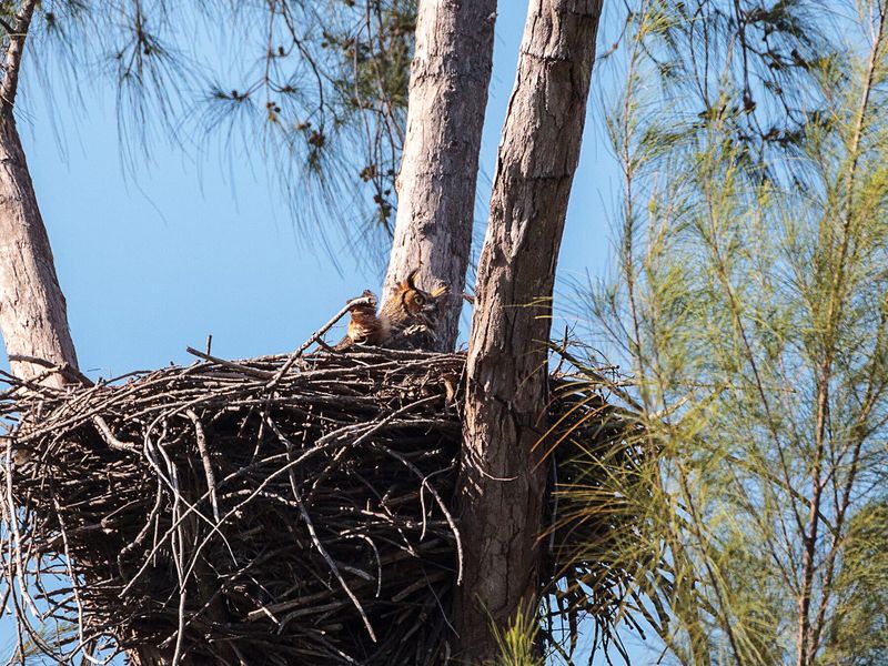 A Hawk Or Owl Nest Built From Large Sticks A Hawk Or Owl Nest Built From Large Sticks