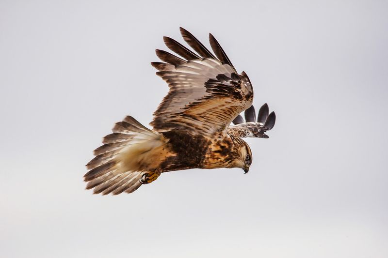 A Hawk That Hovers A Hawk That Hovers