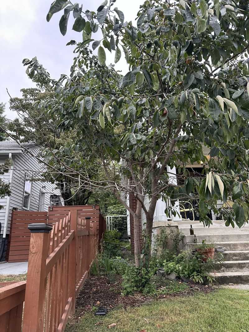 A Healthy Tree Doesn't Have To Go Over Leaf Drop A Healthy Tree Doesn't Have To Go Over Leaf Drop