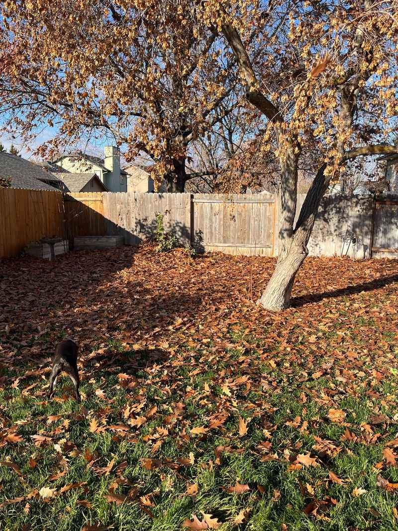 A Healthy Tree Doesn't Make Your Neighbor Responsible