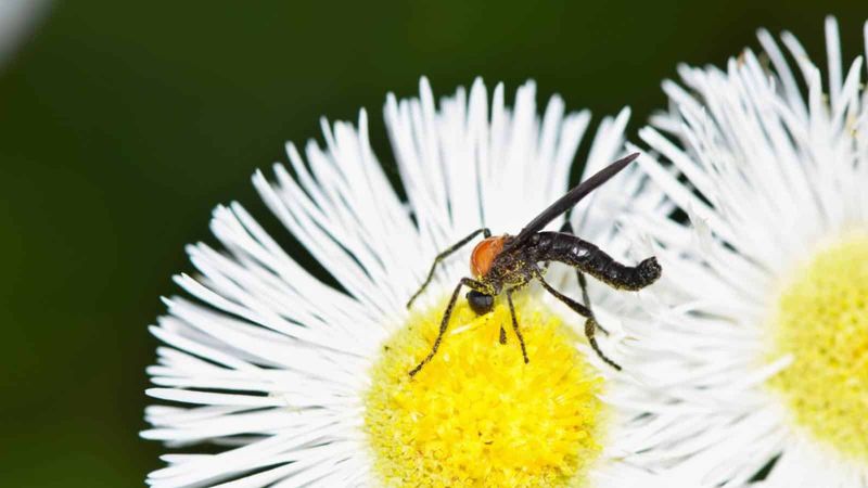 A Hidden Benefit For Florida Lawns A Hidden Benefit For Florida Lawns
