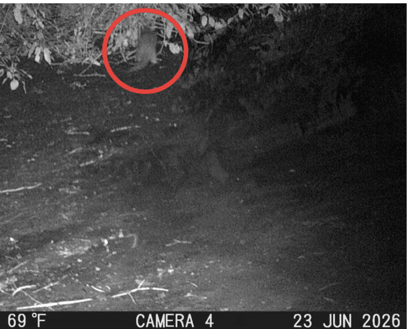 A Hidden Trail Camera Captured It In June A Hidden Trail Camera Captured It In June