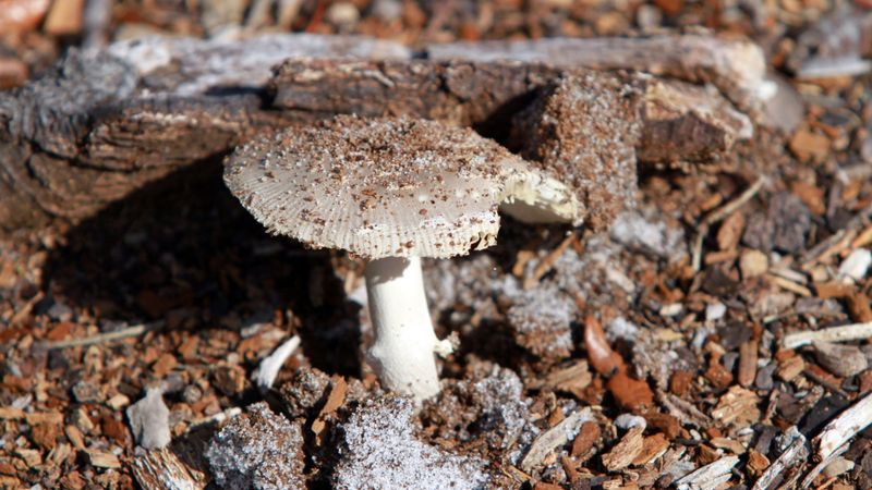 A Hidden Web Of Fungus Threads Lives In Your Soil A Hidden Web Of Fungus Threads Lives In Your Soil