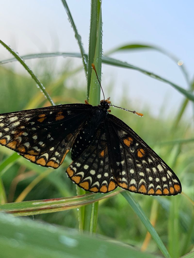 A Host Plant For A Striking Butterfly