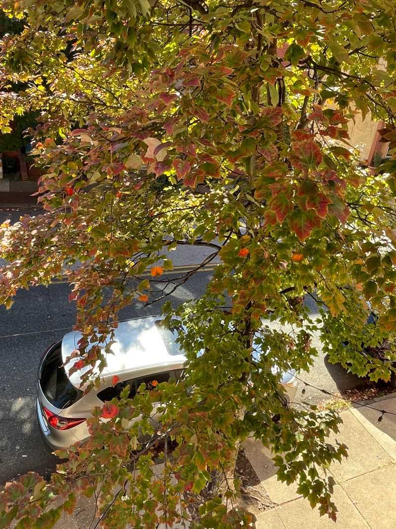 A Hot Start To September Delayed The Chill