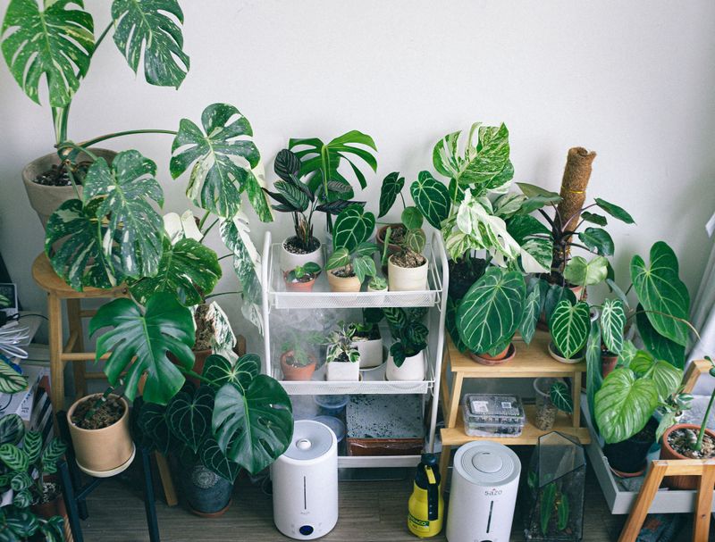 A Humidifier Is The Most Effective Upgrade A Humidifier Is The Most Effective Upgrade